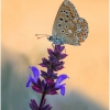 polyom bellargus imago16 kher